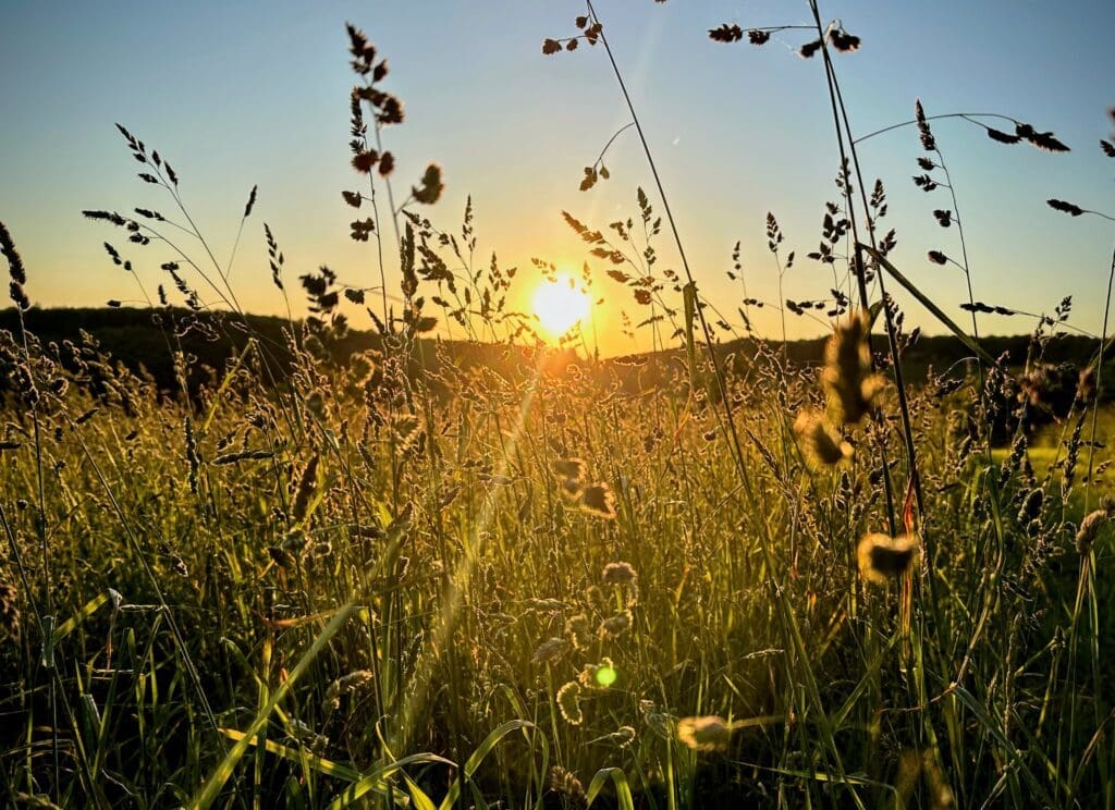 Golden Wheat